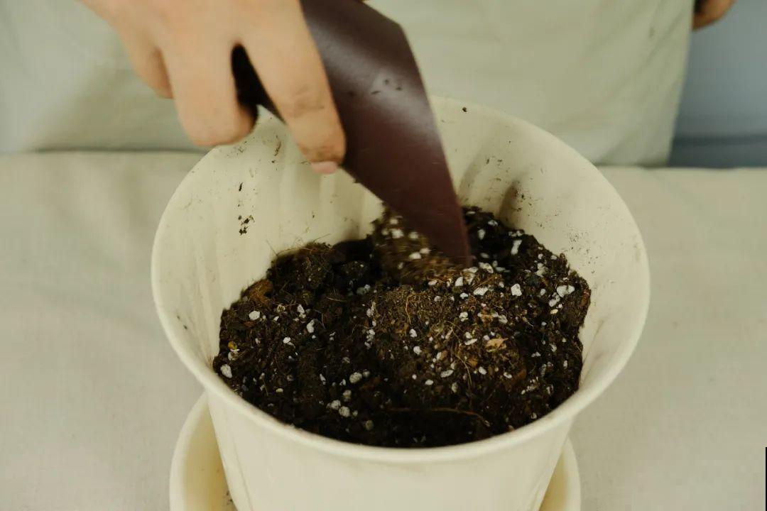 春天给花分株，1盆变成多盆，很快爆盆