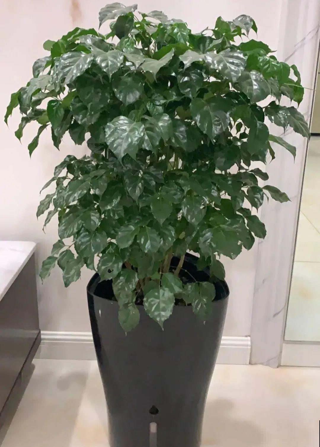 5度以下,常见的21种花必须断水,不然都烂根了 5度以下,常见的21种花必须断水,不然都烂根了