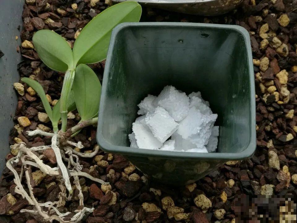 家庭养花怕烂根?这4种东西垫盆底,再也不用担心了! 家庭养花怕烂根?这4种东西垫盆底,再也不用担心了!