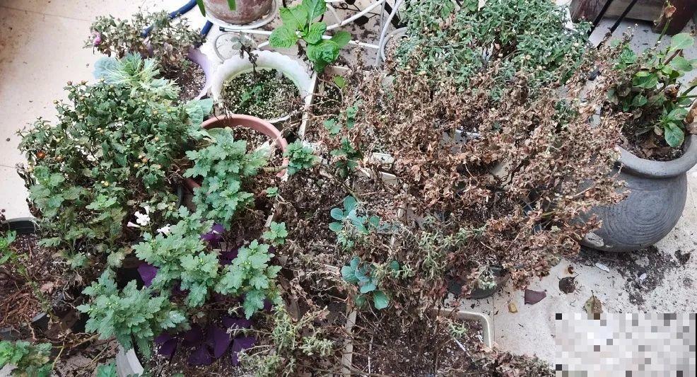 5年的花园，消失只要3天，全没了……