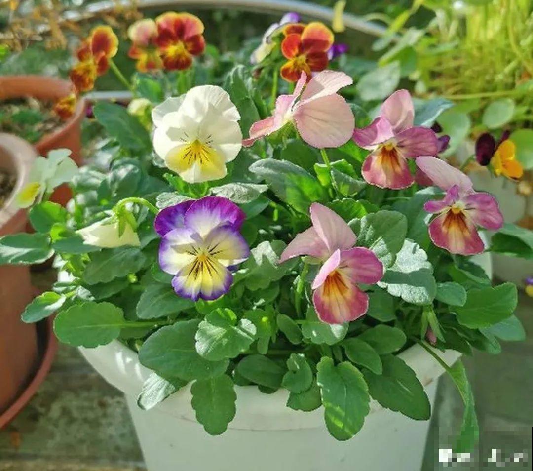 16种高颜值花，冬天耐寒不娇气，新手也能养爆盆