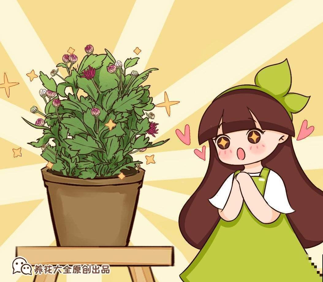 养花人必备：3分钟学会，居家养花小秘诀！