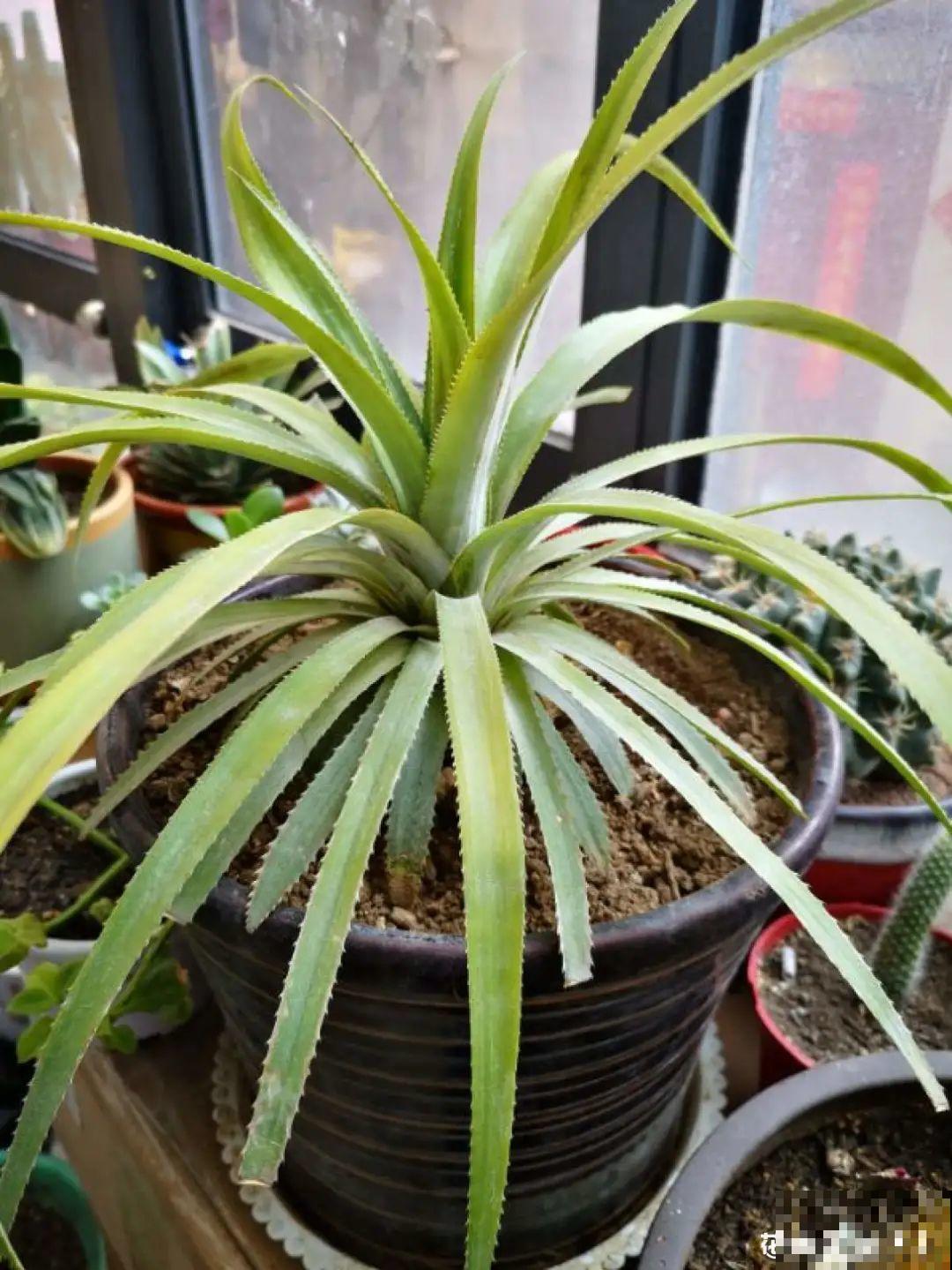 吃完的水果核别丢，扔土里长出小嫩芽，俩月长成新盆栽