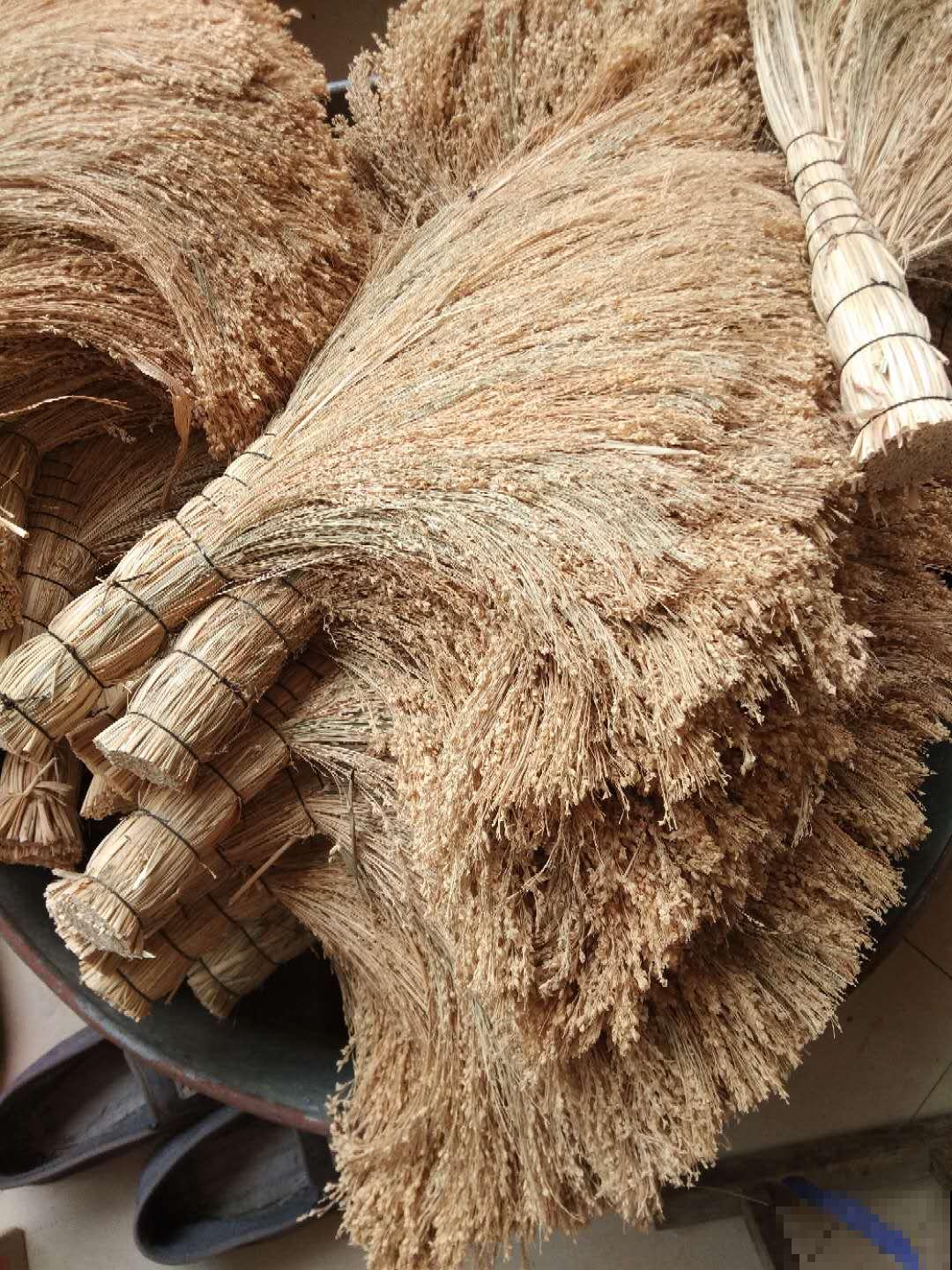 小时候院子里常见的地肤草，原来就是笤帚苗，长知识了！