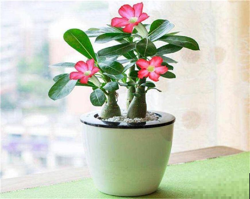 冬天养沙漠玫瑰?4件事千万别干,才能平安度过寒冬! 冬天养沙漠玫瑰?4件事千万别干,才能平安度过寒冬!