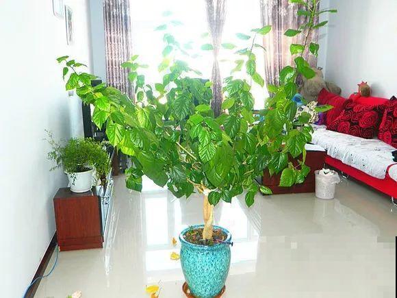 2月养花下狠手，剃光头、撸光叶，越狠越开花！