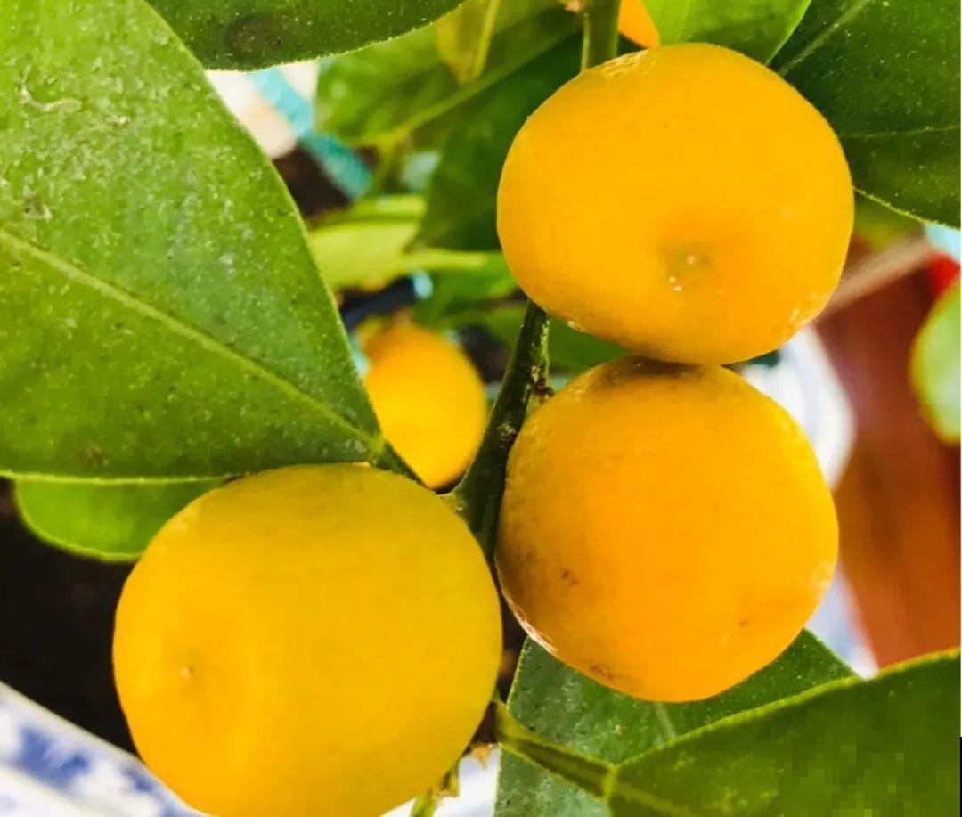 1盆苹果卖300块,为啥这么贵,难道是金苹果? 1盆苹果卖300块,为啥这么贵,难道是金苹果?