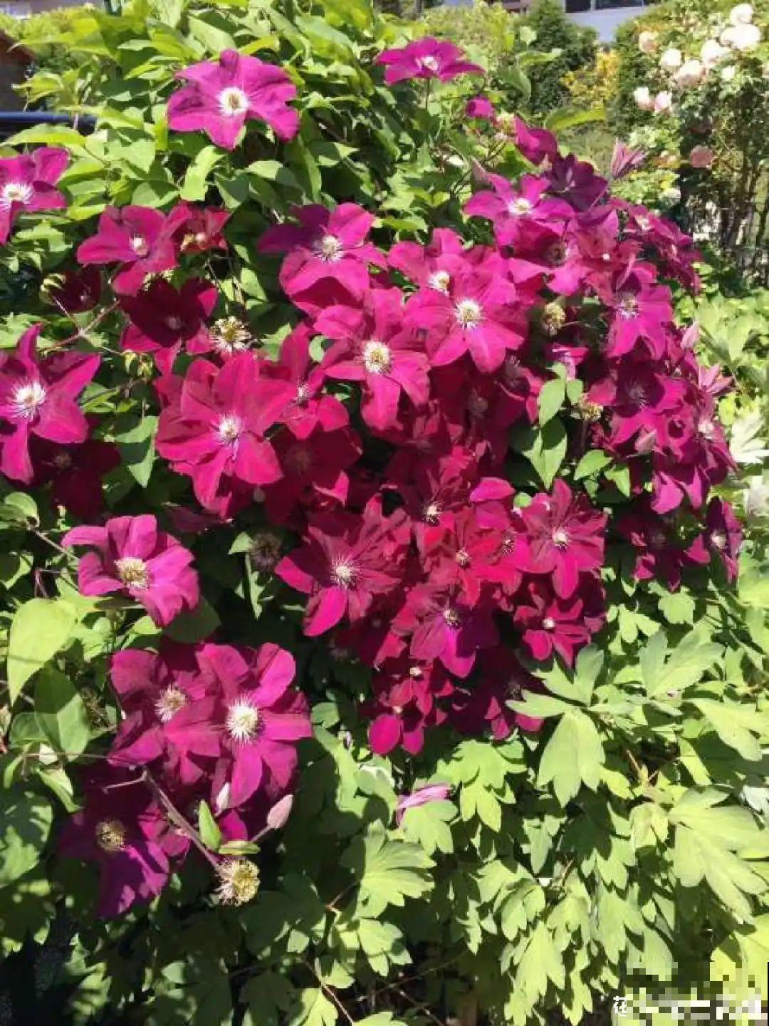 春天暖和了，6种花疯狂冒花苞，拦都拦不住