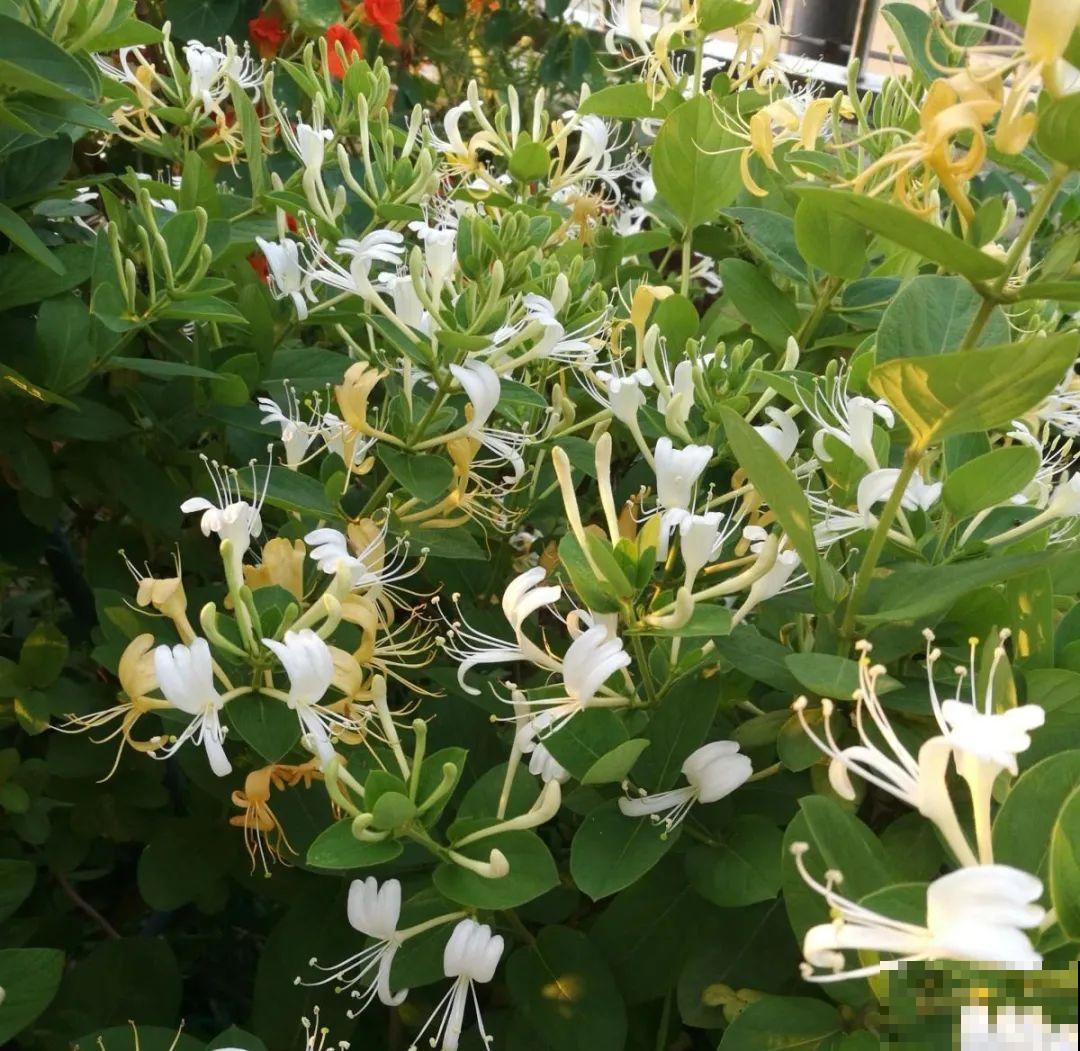 花长得像蔬菜，那也不能吃，有毒的！
