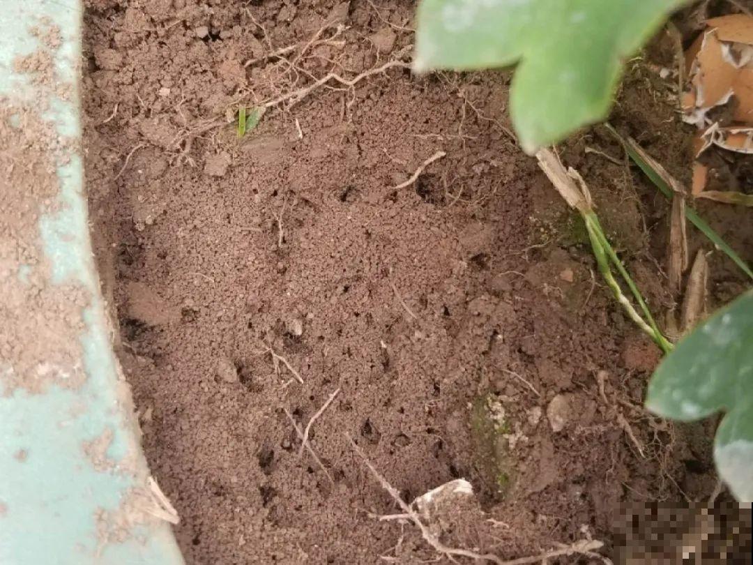 惊蛰之后，小虫乱飞，教你16种杀虫方法