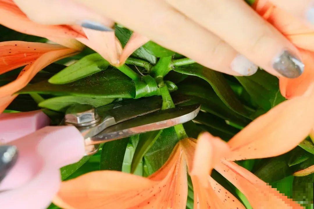 开花比脸大的百合，种下一个球，能爆一大窝球崽！