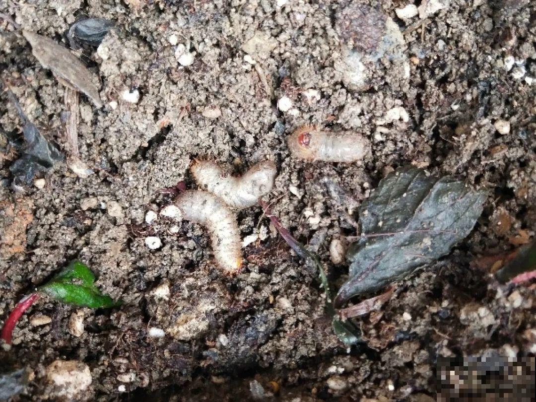 花盆里长了个“蛋”，赶紧换盆，否则必死无疑！