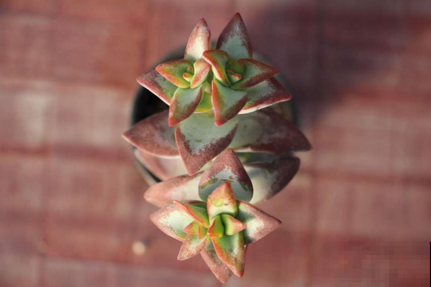 买多肉的3个“雷区”,新手一踩一个准,需谨慎! 买多肉的3个“雷区”,新手一踩一个准,需谨慎!