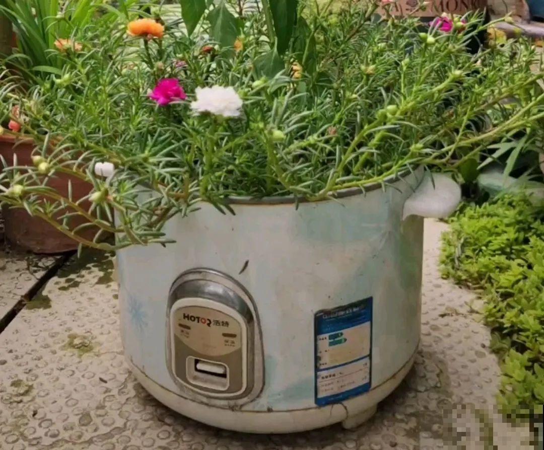 10个养花偏方,一般人我不告诉他,养花太好用 10个养花偏方,一般人我不告诉他,养花太好用