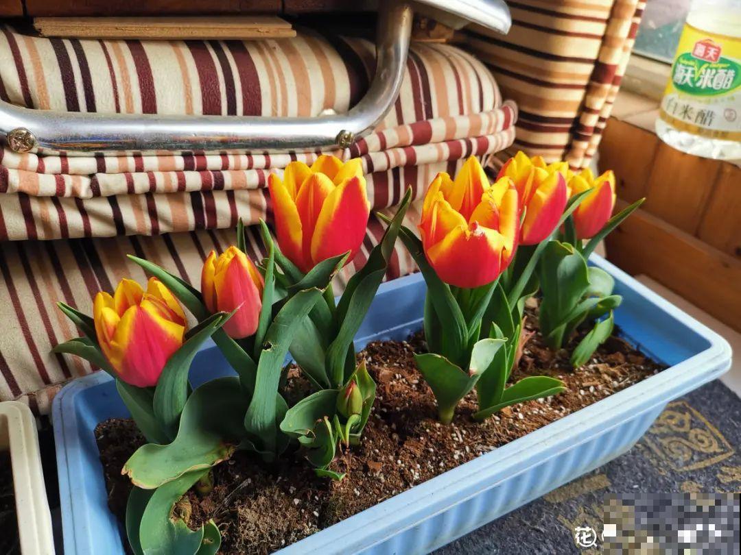 10年的绣球大老桩，九块钱也别买，难开花还浪费感情