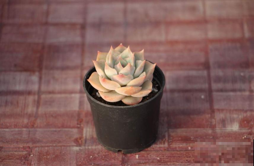买多肉的3个“雷区”，新手一踩一个准，需谨慎！
