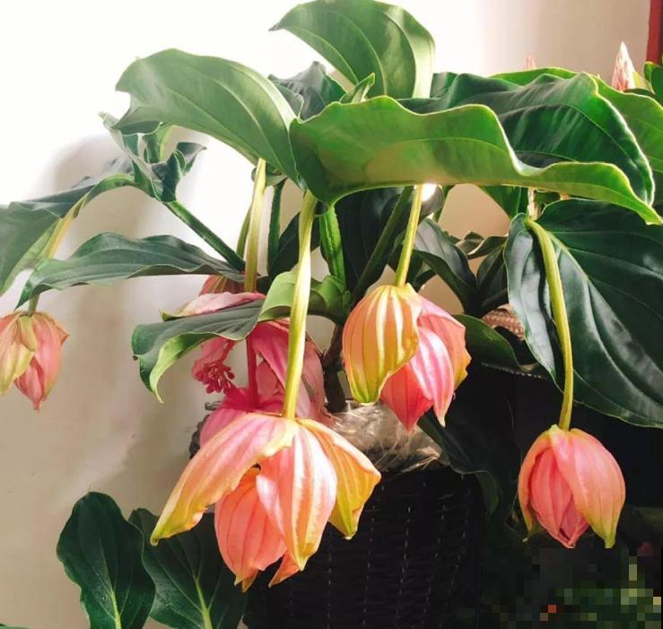 养护宝莲花，记住5个养护技巧，高档又有格调！