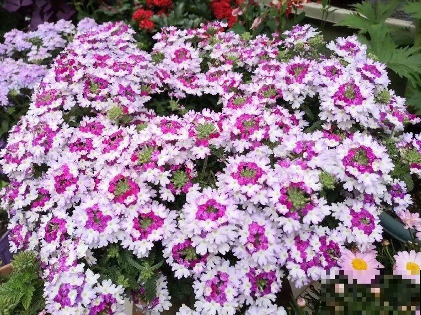 5年的花园，消失只要3天，全没了……