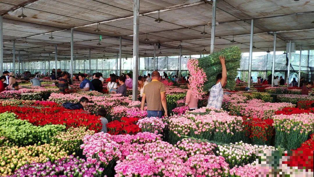 中国最大的6个花市，去过一个就爱上，大开眼界！