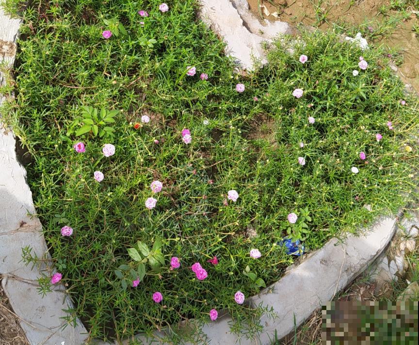 七旬老人在江边荒地养花，6年间种出花园，实在令人钦佩！