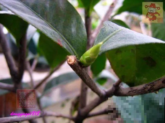 2月养花下狠手，剃光头、撸光叶，越狠越开花！