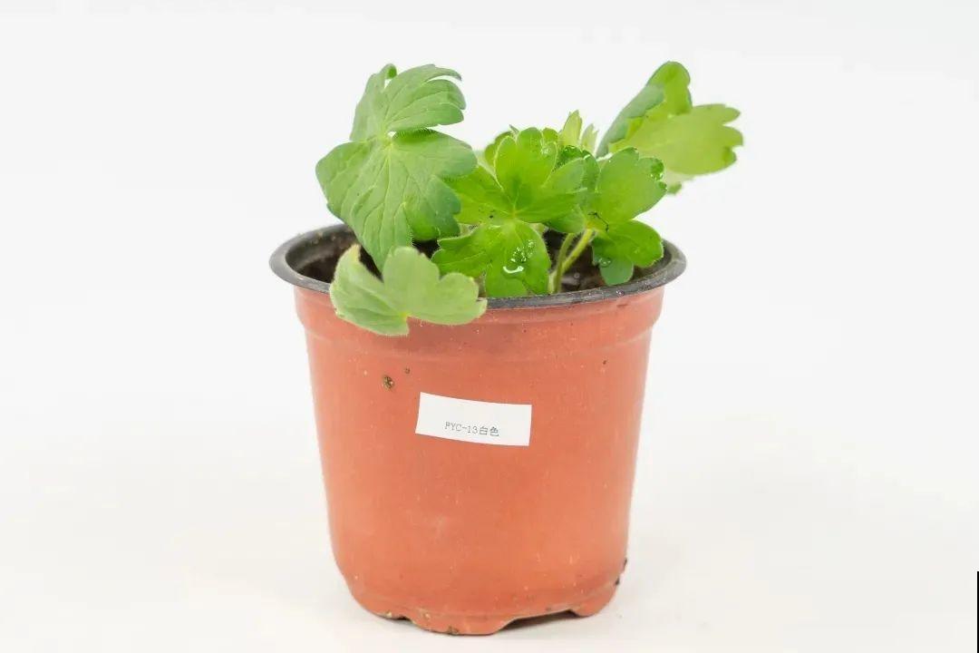 大花飞燕草太美，蓝紫色花朵清新脱俗，开花像只燕子