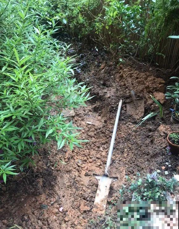 院子里挖了条小溪，做成水景美如画，看一整天也不烦