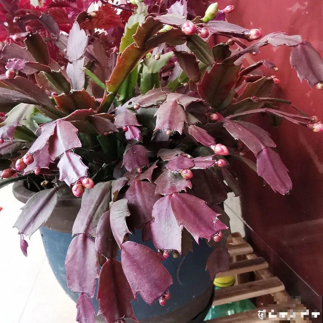 长寿花开完第一茬，赶紧剪掉，20天后又能开花