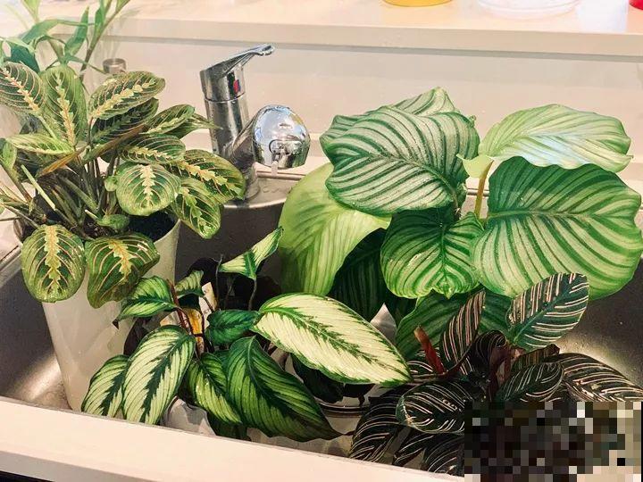 室内养花光照不充足？3个小方法，教你“自制光照”！