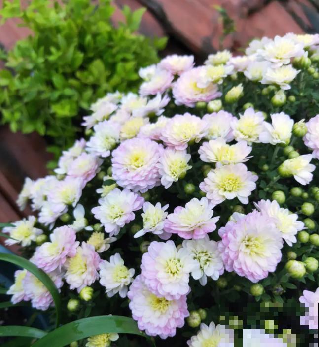 上万块的蟹爪兰，开花像烟花，养过的人不多