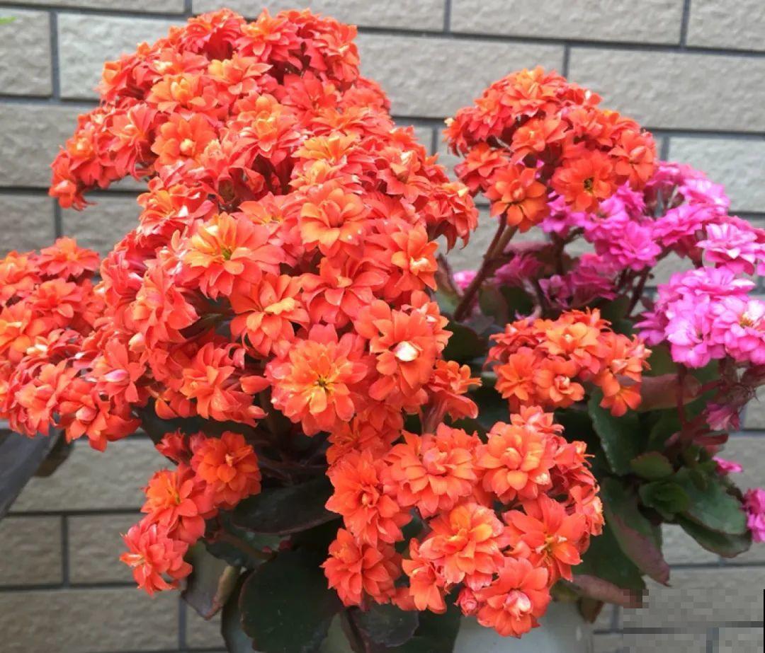 不同的花要摆在不同地方，摆对了才好看，摆错了看着糟心！