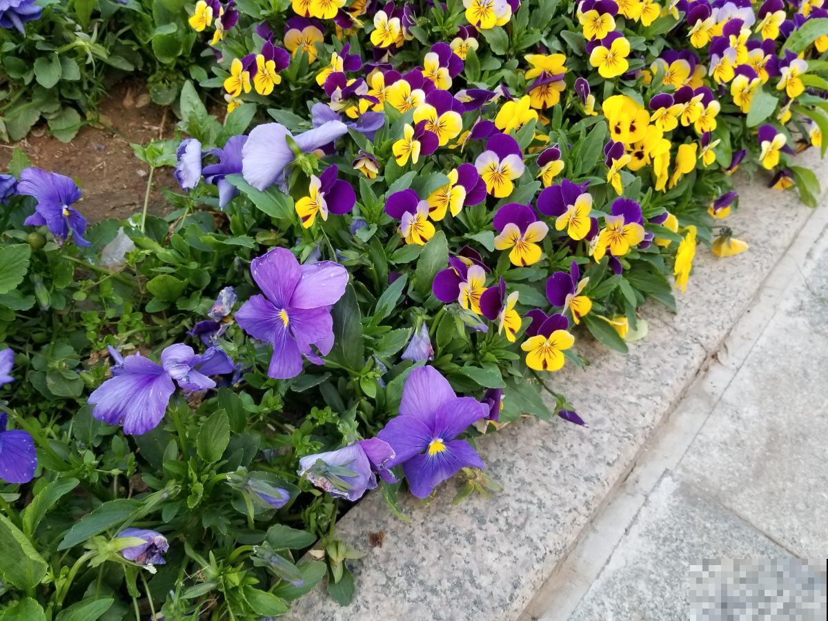 开花美过蝴蝶的角堇，冬天也不要错过，轻松开满盆！