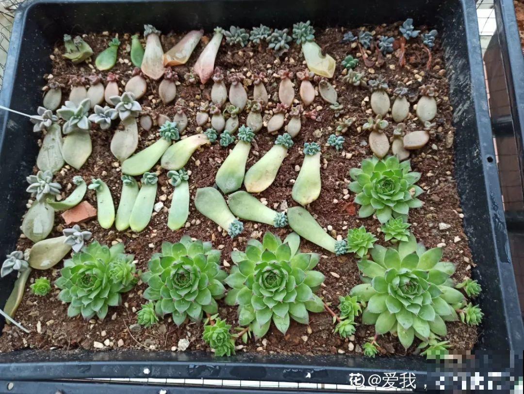 初春的多肉要撸叶子，重新扦插，能生好多盆