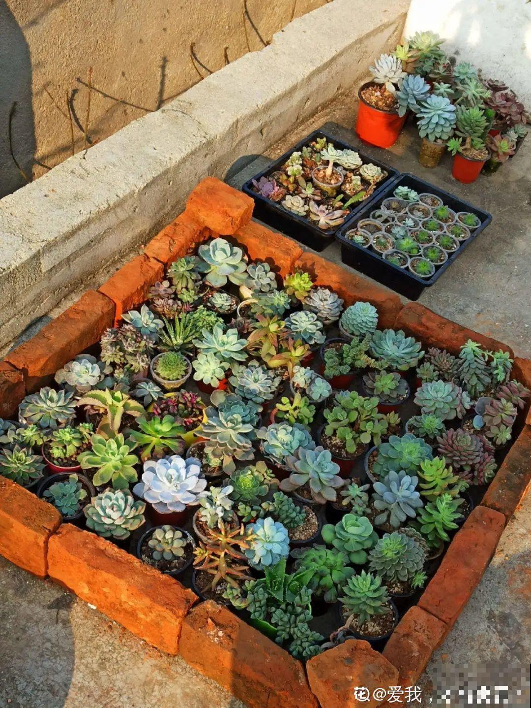 初春的多肉要撸叶子，重新扦插，能生好多盆