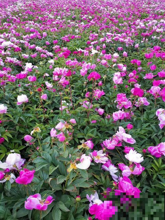 空地上撒把种子,明年春天就发芽,开出大片花海 空地上撒把种子,明年春天就发芽,开出大片花海