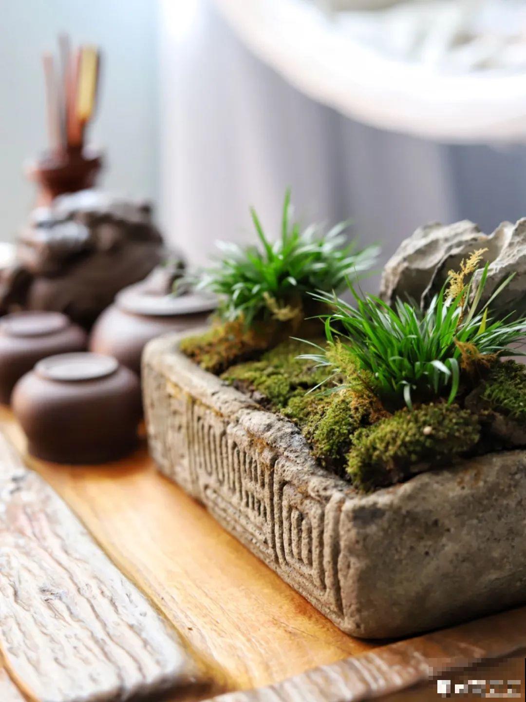 年纪轻轻，养点花种点草，提前过过养老生活