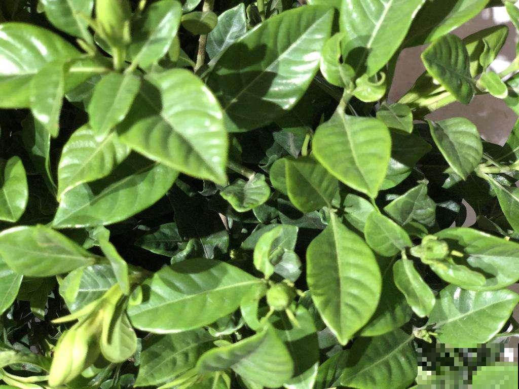 只长叶子不开花？避开这3点，花苞呼呼冒不停！