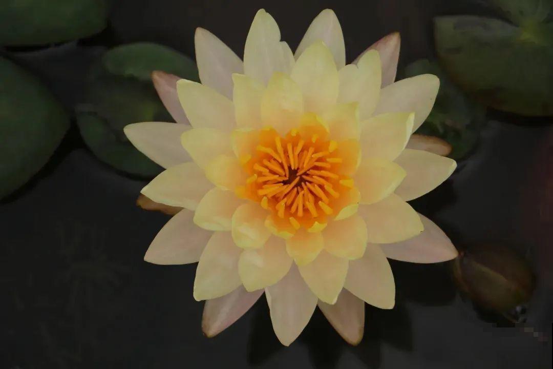 家里养盆“花中睡美人”，一天灌一瓢水，开花多得大缸放不下！