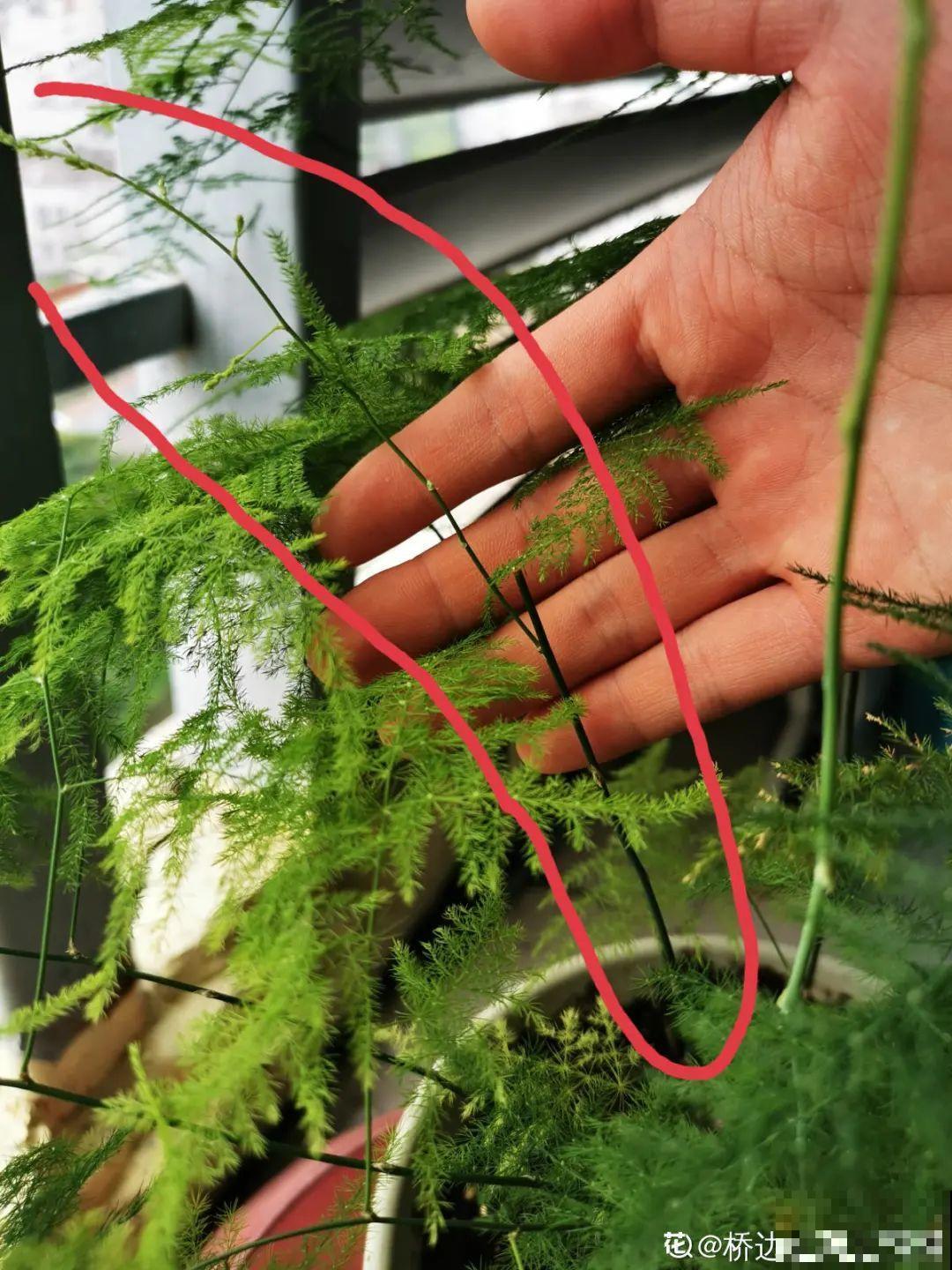 冬天逛花市，花都便宜得像白菜，赶紧买！