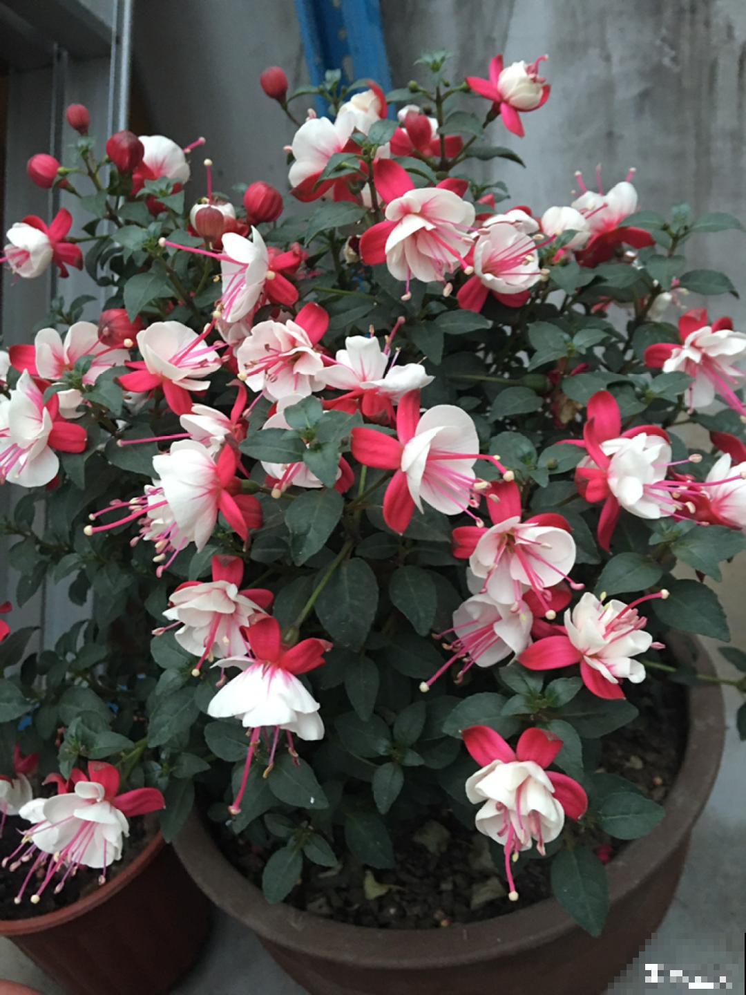 倒挂金钟开花像吊灯，满盆能开上百朵，颜值超高