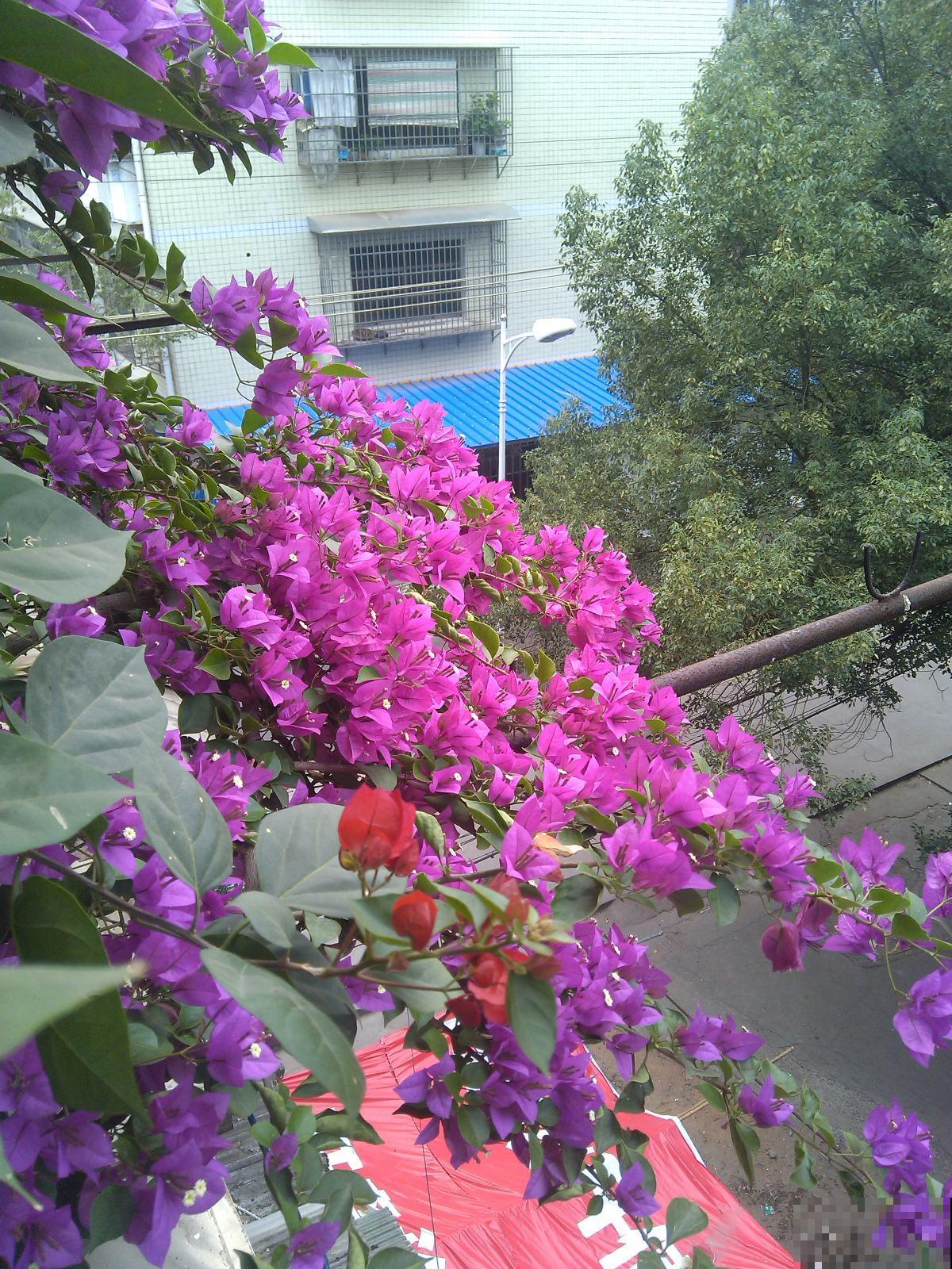 三种花不适合新手，有些养护经验的人比较适合养，开花超美