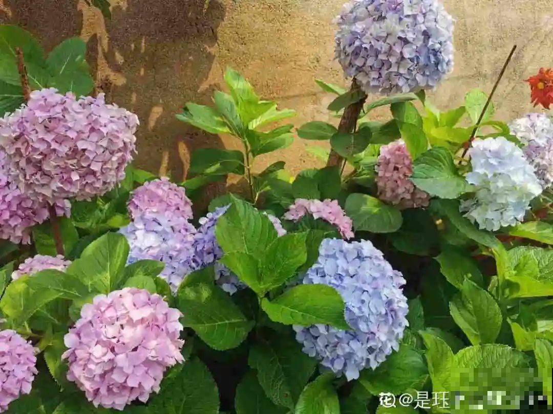 民间十大不吉利花，到底是哪流传来的