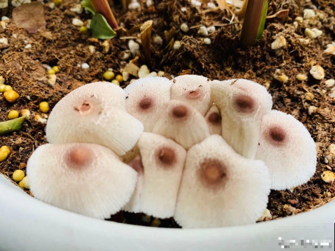 花出现7种情况，必须换盆，否则花活不过春天