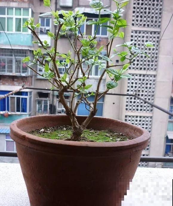 3月是给花剃头的好时机,现在狠心剪,下月就开花 3月是给花剃头的好时机,现在狠心剪,下月就开花