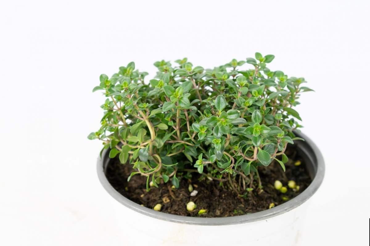 在还没有进阶养花大神时,4种花还是要慎买,基本上买一盆死一盆 在还没有进阶养花大神时,4种花还是要慎买,基本上买一盆死一盆