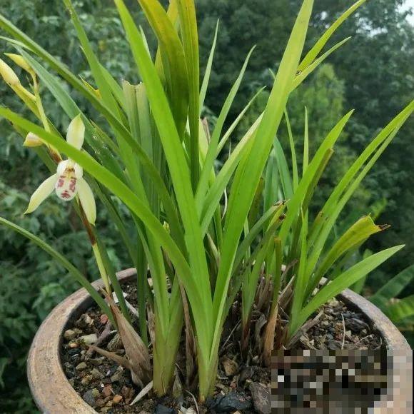 最逗的兰花，开花像人脸，越看越想笑