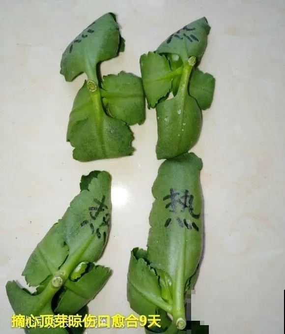 现在扦插超好活，剪根枝，捂3天，冒出狗牙根！