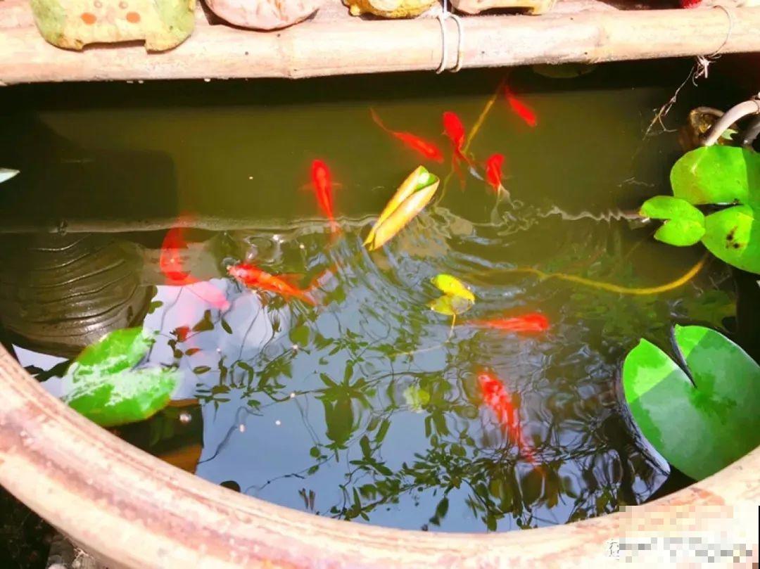 家里养盆“花中睡美人”，一天灌一瓢水，开花多得大缸放不下！