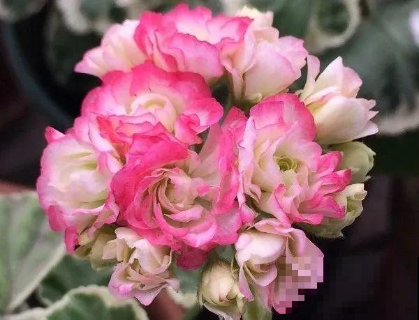 16种高颜值花，冬天耐寒不娇气，新手也能养爆盆