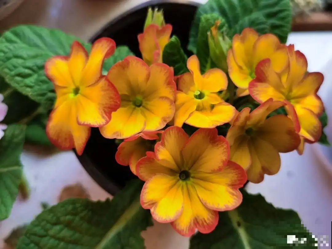 6种花是一次性，开完可以扔了，别再浪费时间